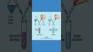 Test for Proteins in Food | NCERT Class 6 Science Experiment | Explained in 1 Minute |
