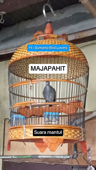 Perkutut cemani majapahit suara cetar
