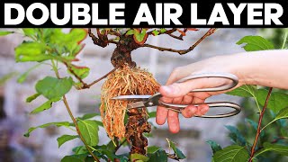 How To Double Air Layer for Bonsai - Double Layering Method