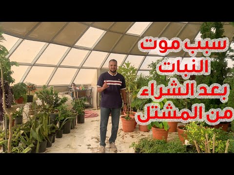 لماذا تموت النباتات بعد شرائها من المشتل