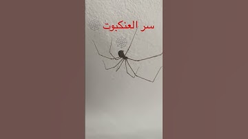 🕸️❤️🕋سر العنكبوت ☝️سورة كاملة منّ القرآن باسمها ❤️