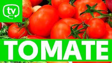 ¿Son buenos los tomates para el hígado?