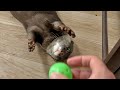 Ball playing skill difference otter Bingo&amp;Belle