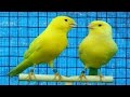 How to tell if a canary is male or female