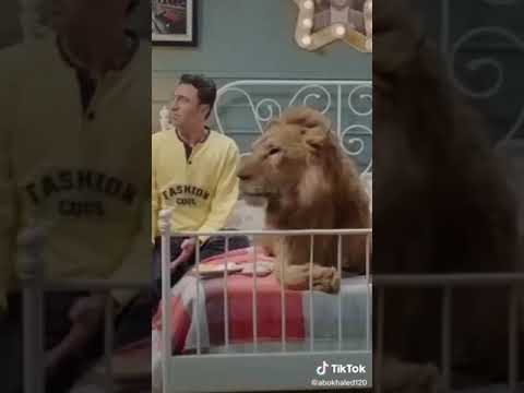 ربع رومى لما تكون مربى اسد فى البيت ضحك السنين