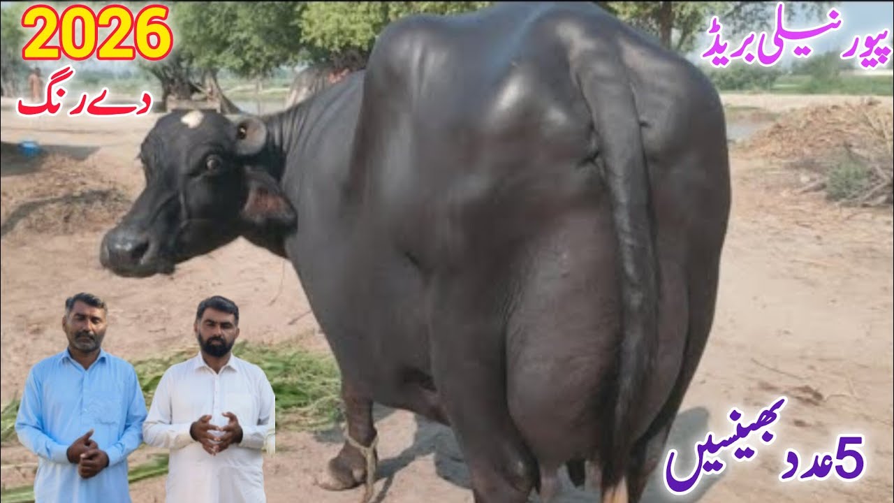 محمداحسان علی بلوچ 5عددبھینسیں| 02جنوری2026 Pure Neli, Nili Ravi Cross Buffalo for Sale  Eitfaaq Tv 