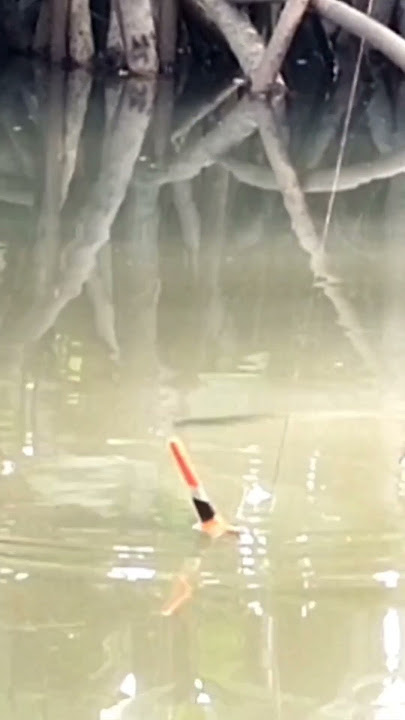 The bait hasn't been lowered yet, but the fish are already waiting #shorts #mullet_fishing #fishi...