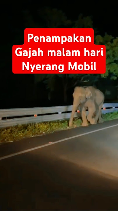Penampakan Gajah Nyerang Mobil dijalan saat Malam #jambi #gajah #zoo #jalanraya #malam #buas