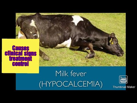 Video: Milk Fever Sa Mga Dairy Cows