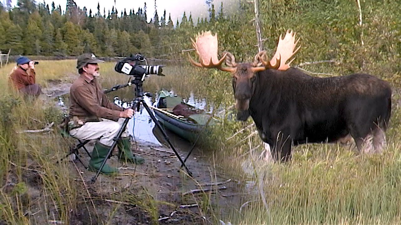 AU PAYS DU LOUP avec Gisèle Benoit, Épisode 23 – Rencontres animales
