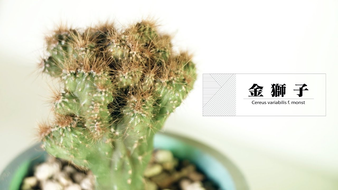 サボテン 金獅子 Cereus Variabilis F Monst Youtube