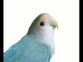 MASTERAN LOVEBIRD KUSUMO