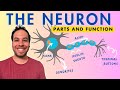 What is a neuron parts and function