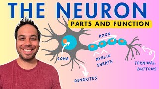 What is a Neuron? Parts and Function by Psych Explained 135,611 views 2 years ago 8 minutes