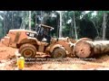 Pemuatan Kayu Log di Hutan Alam Kalimantan Indonesia