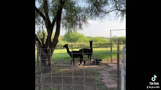 Quality time by Gulf Breeze Alpaca Ranch & Lodging 19 views 1 year ago 58 seconds
