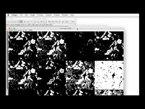 FIJI for Quantification: Auto Threshold