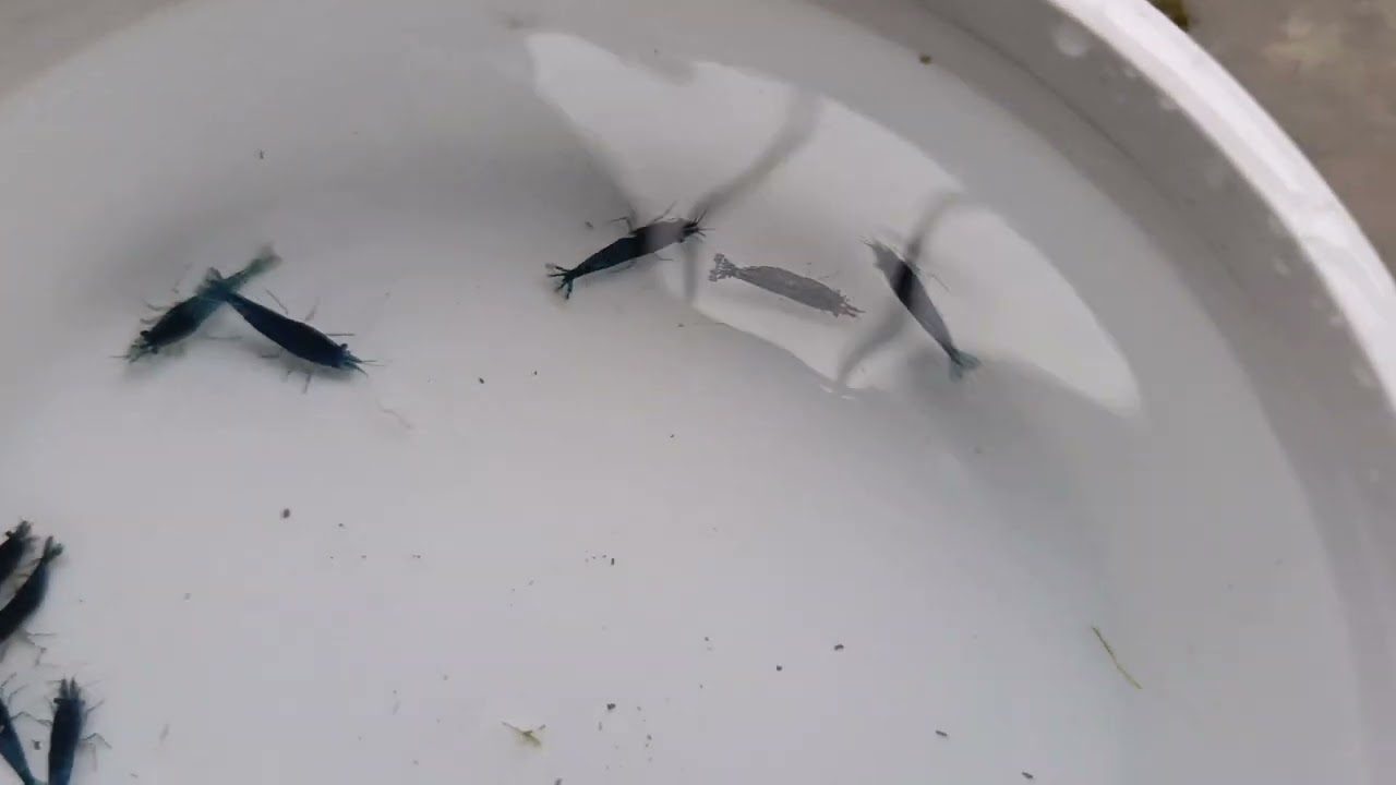 Blue Shrimp
