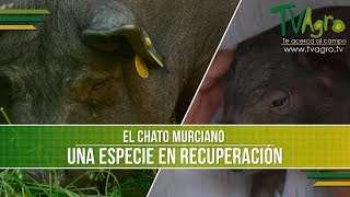 Conoce el Chato Murciano, Una Especie en Recuperacion- TvAgro por Juan Gonzalo Angel screenshot 2