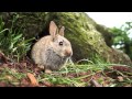 baby rabbits at bradgate park leicestershire