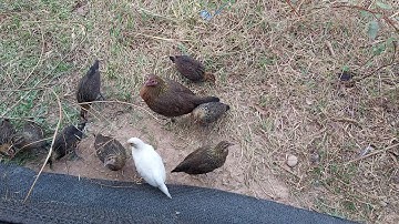 Me nyuam qaib dib 2020