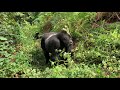 Silverback Mountain Gorilla in Uganda, Africa