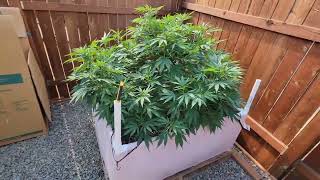 Bubblugum cannabis from Serious Seeds Aug 8 2022 outdoor. 4x4 raised bed empire pots big colas!