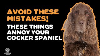 English Cocker Spaniel: 7 Things He Dislikes