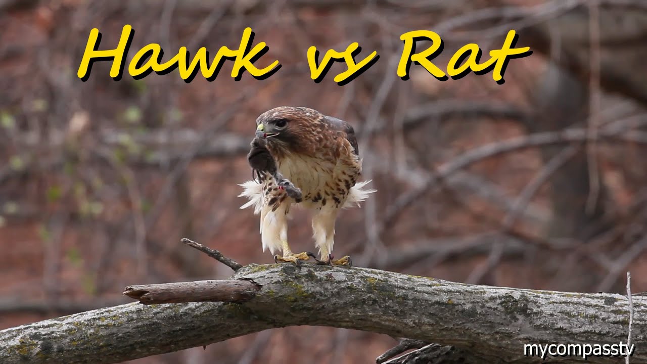 HAWK eats RAT! *WARNING Graphic!* YouTube