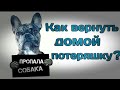 Безопасность собаки (Animal id, жетоны адресные для собак). Мокрый  нос