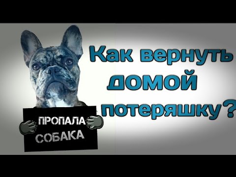 Безопасность собаки (Animal id, жетоны адресные для собак). Мокрый нос