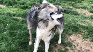 Wolf Dog Attempts to Eat Husky’s Spine