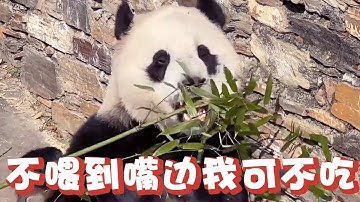 小奇迹被宠上天！玩累后耍赖倒地不起，奶爸奶妈现砍新鲜竹笋来投喂，这生活也太幸福了！【追娱秀场】