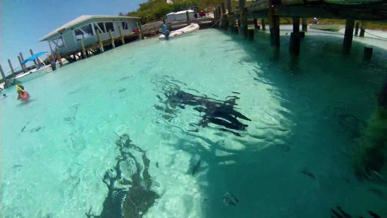 Nurse Sharks Compass Cay