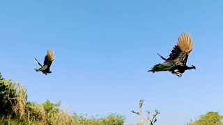 Peacock Flying 🛫🛫
