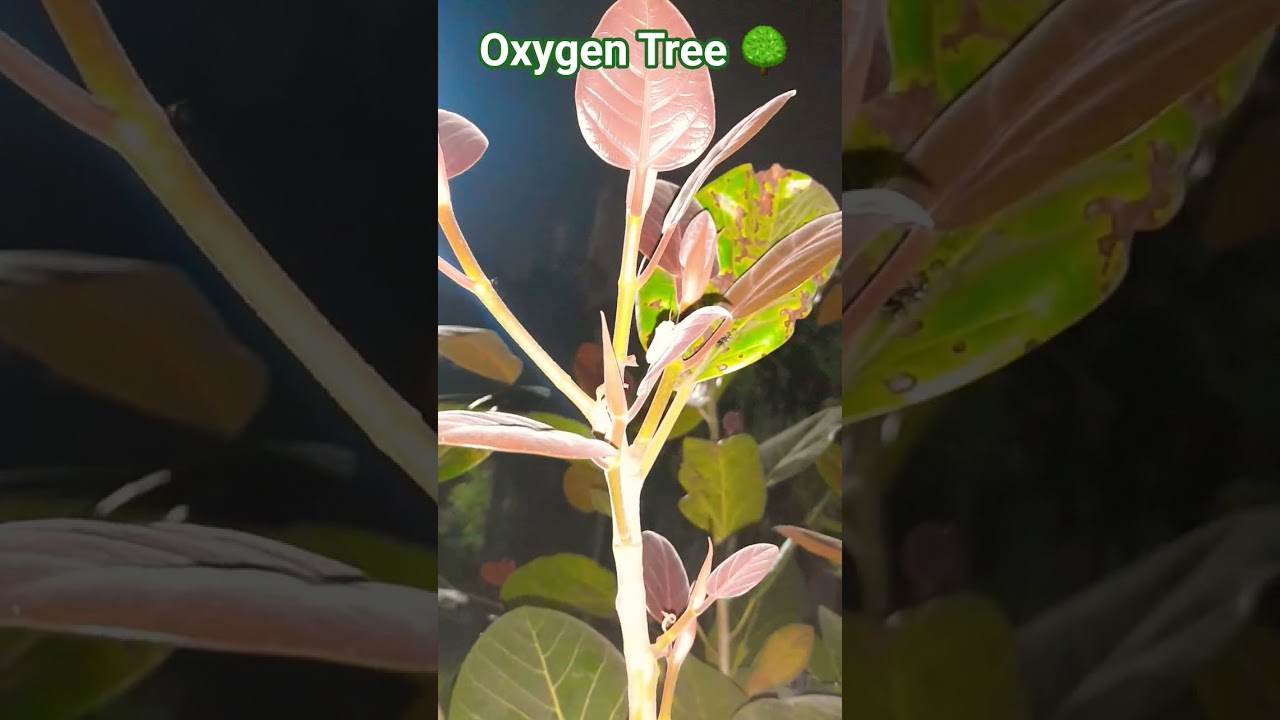 Oxygen Tree 🌳 The Banyan Tree 