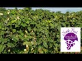 Vineyards of North East PA, Lake Erie Wine Trail, September 2022
