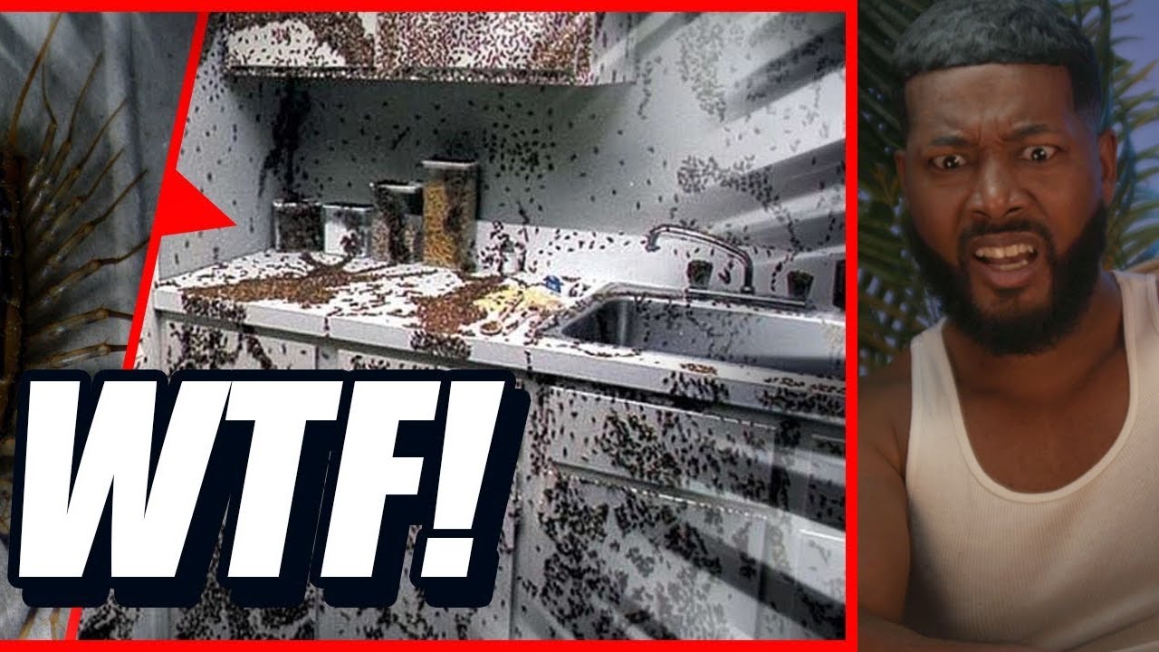Worst Bug Infested Houses | REACTION