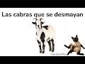 ¿Qué es el síndrome de la cabra loca?