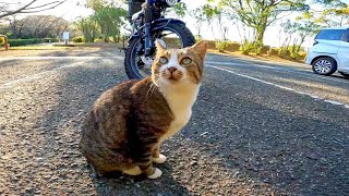 駐車場に野良猫がいたので近づいてナデナデしてきた