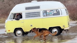 Dog 🐕 vs micro Bus 🚌 #dog #Volkswagen McPhillips Beach Pacific city Oregon by I Love to Explore Oregon 23 views 2 months ago 32 seconds