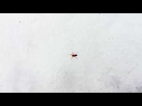 Snowspider