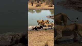 સિંહ 🦁 અને મદાનીયા 🐃 ની જબરદસ્ત લડાઈ | Jungle Fight | Wild Animal Battle #epicbattle #wildanimals