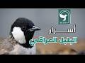 البلبل العراقي أول وثائقي على يوتيوب 