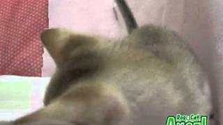 【ペットショップ エンゼル】お薦めの子犬・子猫 1011005.mpg