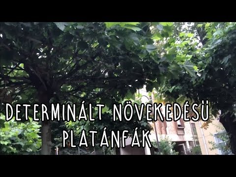 Videó: Mi a determinált növekedés a növényekben?