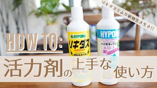 【リキダスとハイポネックスのダブル使い】活力剤を上手に使って観葉植物生き生きさせよう！