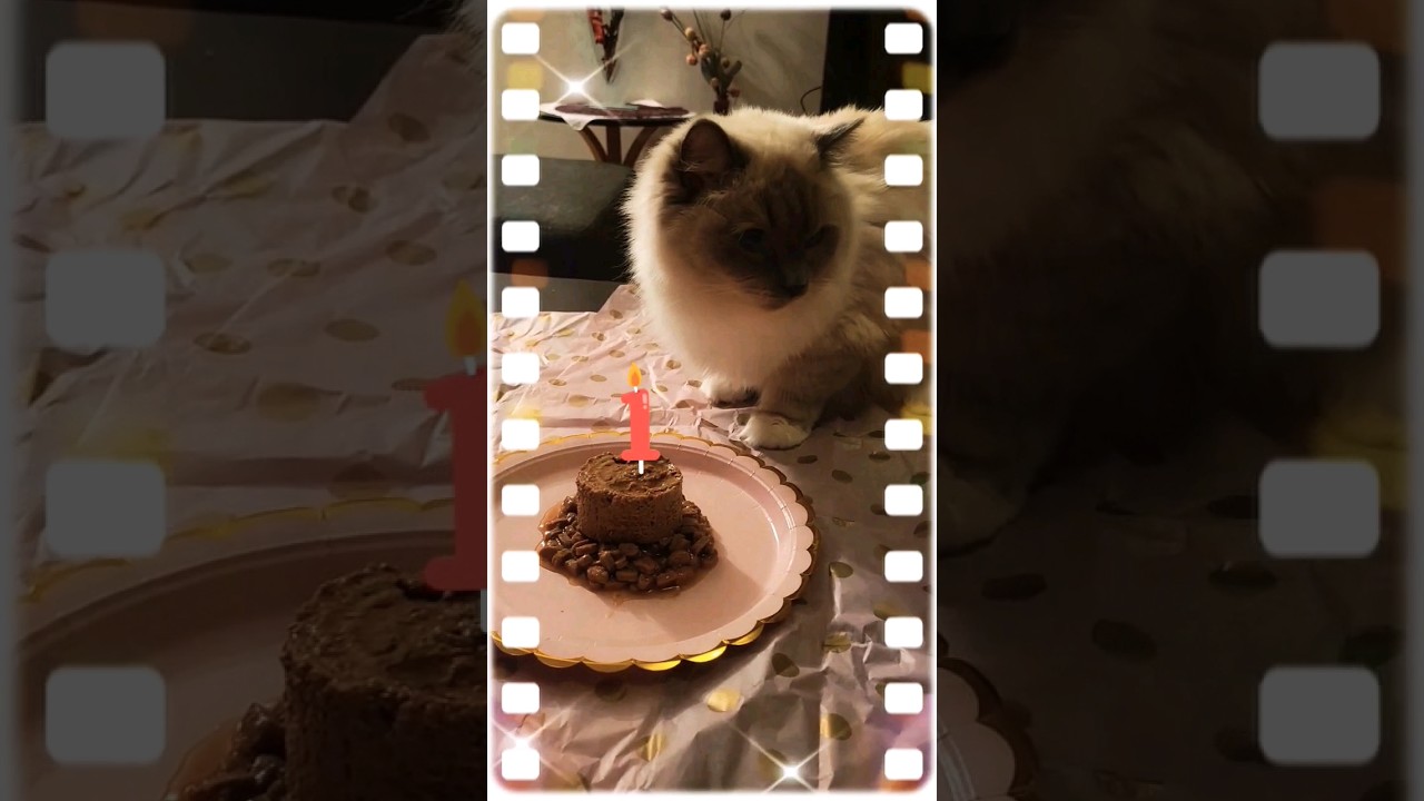 Lucy's😻 Cake🎉 Delight!