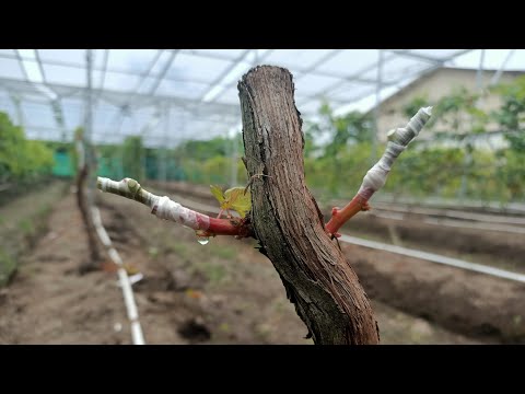 Cara mengganti jenis varian anggur (proses grafting/okulasi)