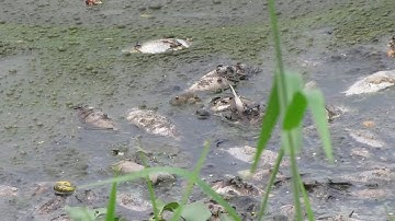 [PHẢN ÁNH] CÁ CHẾT HÀNG LOẠT, BỐC MÙI HÔI THỐI TẠI HỒ ĐIỀU TIẾT NGUYỄN PHƯỚC TẦN, CẨM LỆ, ĐÀ NẴNG